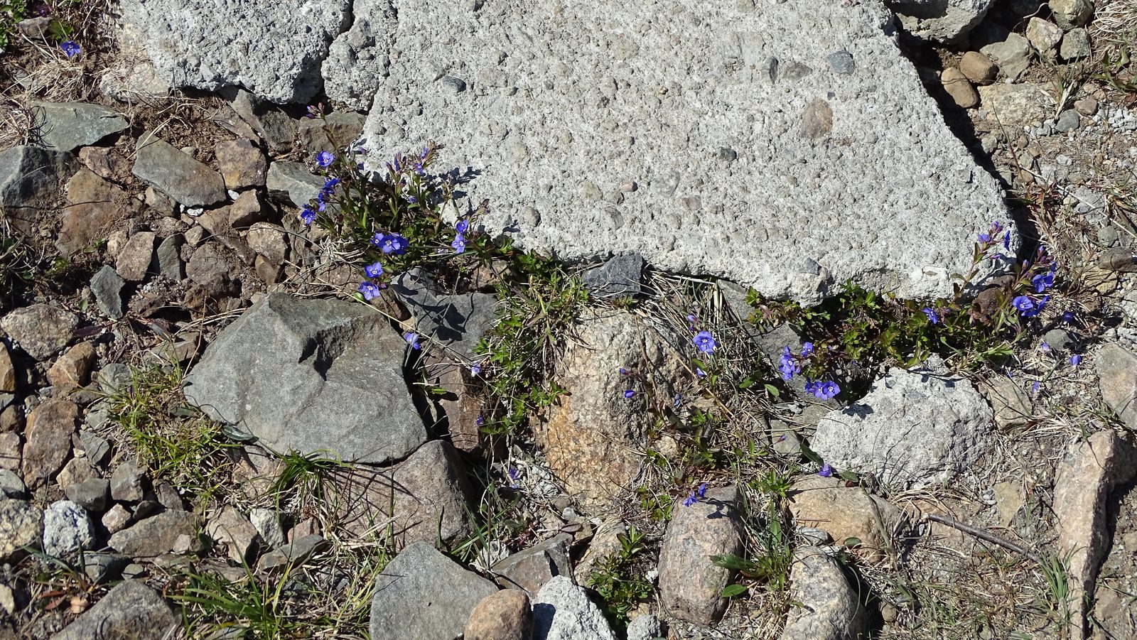 DSC01305.JPG
